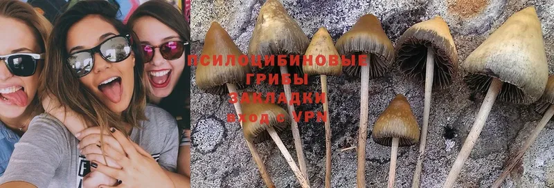 Псилоцибиновые грибы MAGIC MUSHROOMS  блэк спрут рабочий сайт  Котельнич 